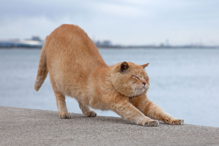 кошаковость