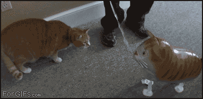 кошаковость