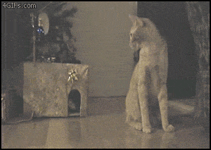 кошаковость