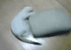 кошаковость