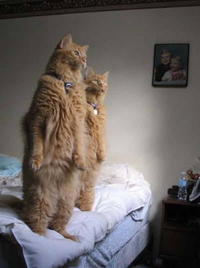 кошаковость
