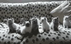 кошаковость