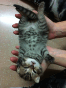 кошаковость
