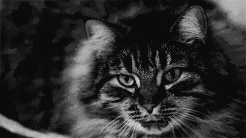 кошаковость