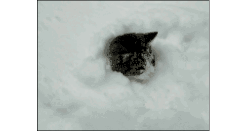 снежный кот