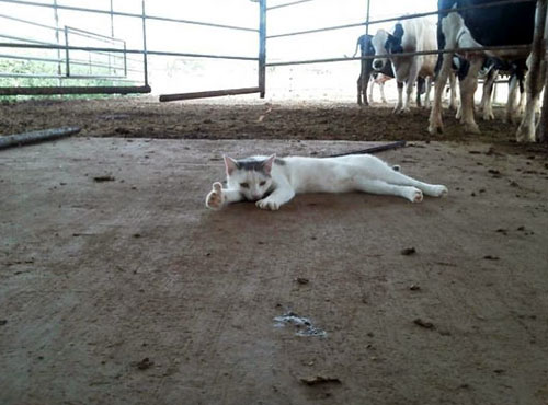 фермерский кошак