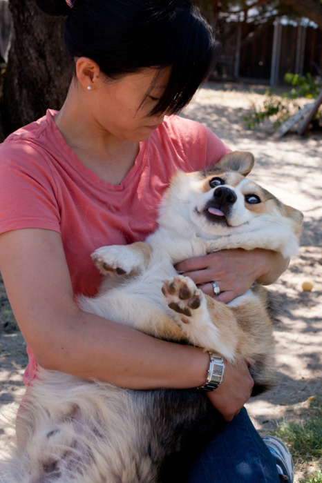 собака в экстазе