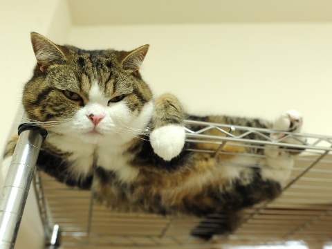 суровый котэ