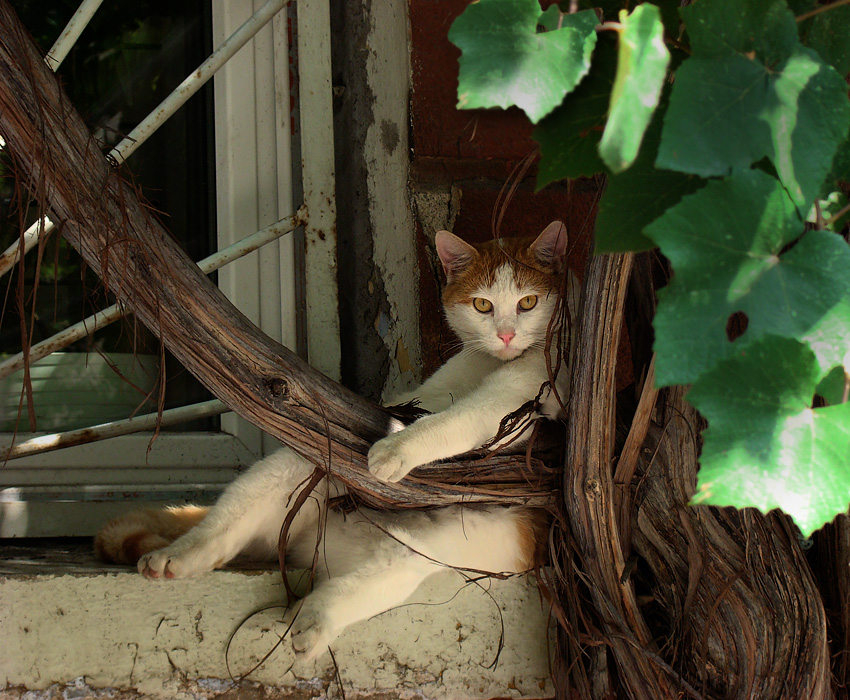 одесский кот, со wzor.net