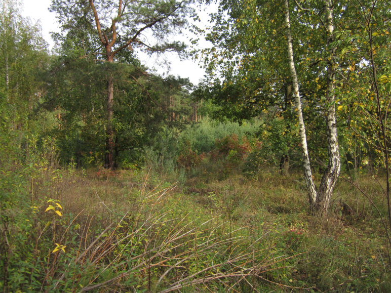 осень, цветы, листья, деревья, лесничество