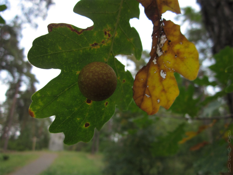 осень, цветы, листья, деревья, лесничество