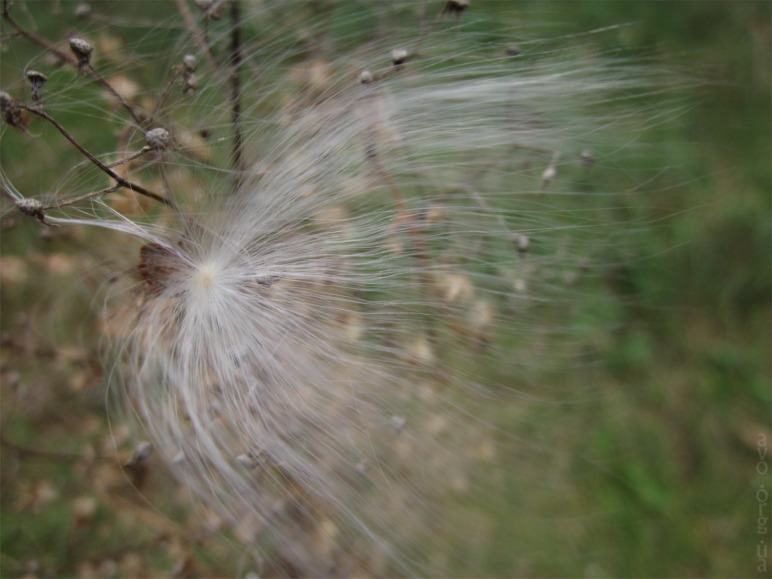 осень, цветы, листья, деревья, лесничество