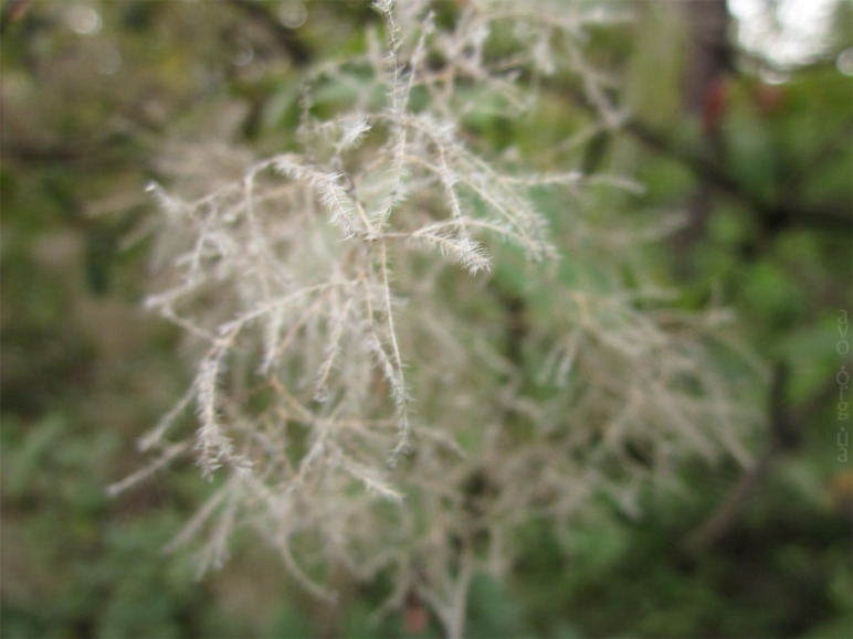 осень, цветы, листья, деревья, лесничество