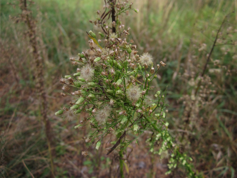 осень, цветы, листья, деревья, лесничество