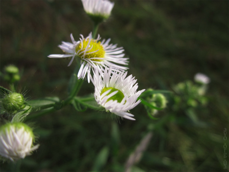 осень, цветы, листья, деревья, лесничество