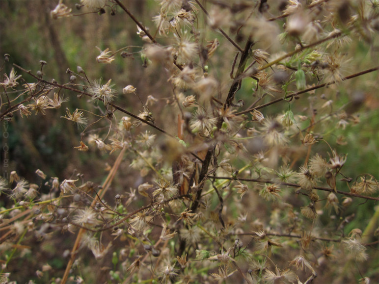 осень, цветы, листья, деревья, лесничество
