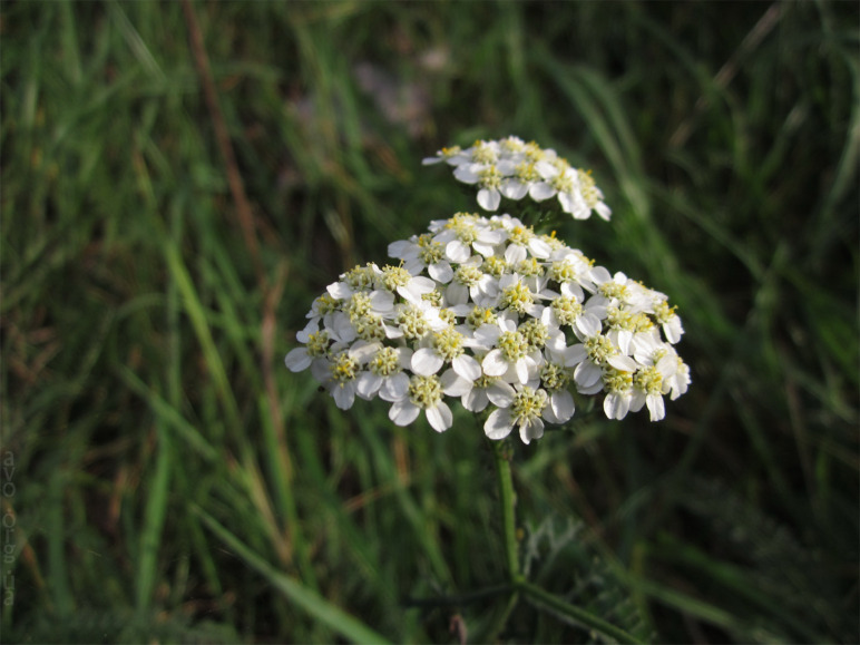 осень, цветы, листья, деревья, лесничество