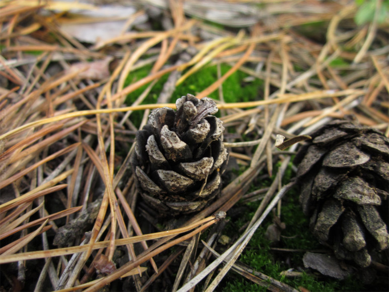 осень, цветы, листья, деревья, лесничество