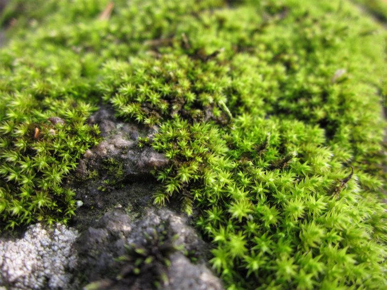 осень, цветы, листья, деревья, лесничество