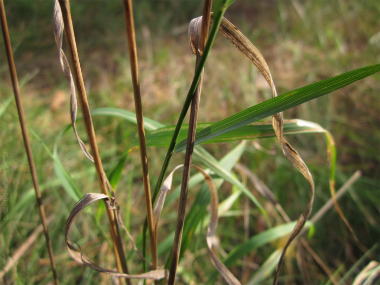 осень, цветы, листья, деревья, лесничество