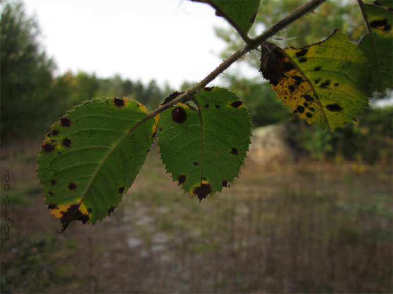 осень, цветы, листья, деревья, лесничество