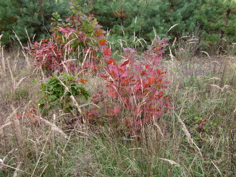 осень, цветы, листья, деревья, лесничество