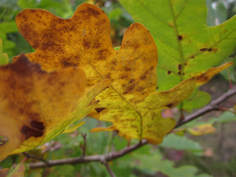 осень, цветы, листья, деревья, лесничество