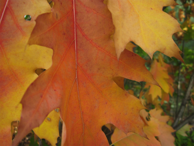 осень, цветы, листья, деревья, лесничество