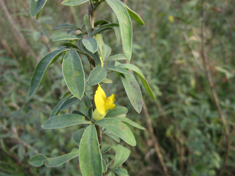 осень, цветы, листья, деревья, лесничество