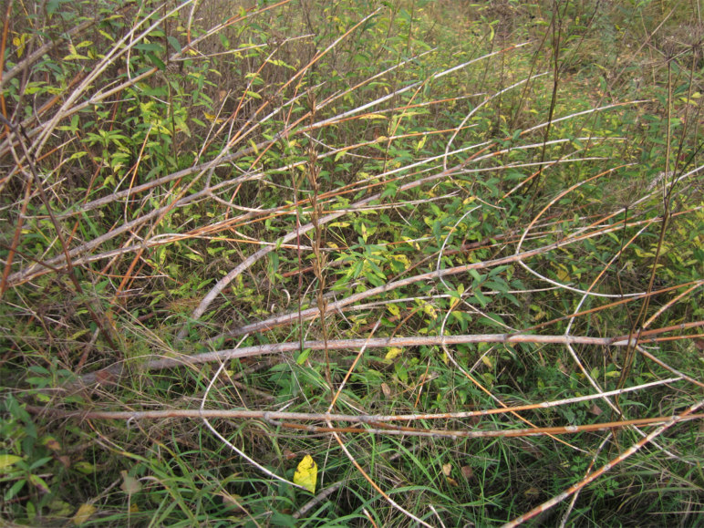 осень, цветы, листья, деревья, лесничество