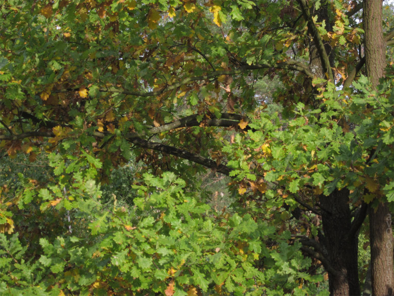 осень, цветы, листья, деревья, лесничество
