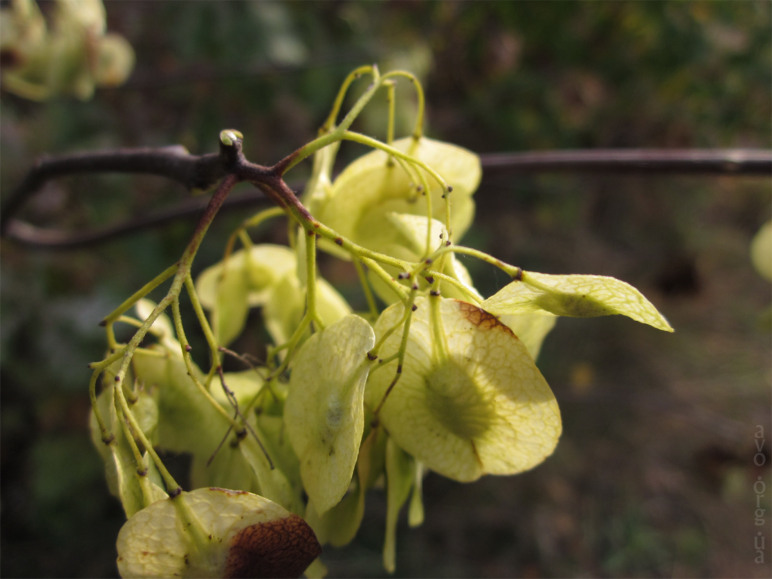 осень, цветы, листья, деревья, лесничество